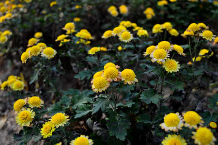Yellow chrysanthemumの写真素材