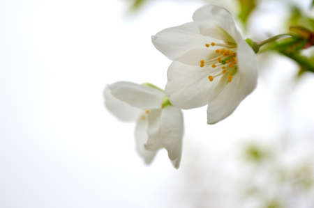 Lovely cherry