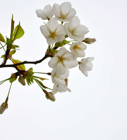 sakuraの写真素材