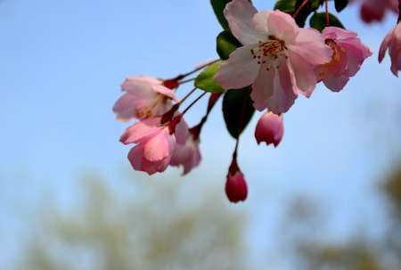 Malus spectabilis (Ait.) Borkh.の写真素材