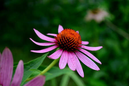 Echinacea purpurea (Linn.) Moenchの写真素材