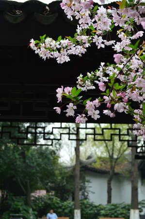 Malus spectabilis (Ait.) Borkh.の写真素材