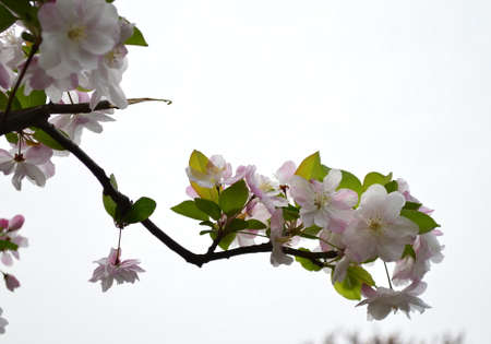 Sakuraの写真素材