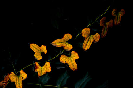 yellow leavesの写真素材