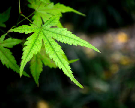 Green maple leafの写真素材