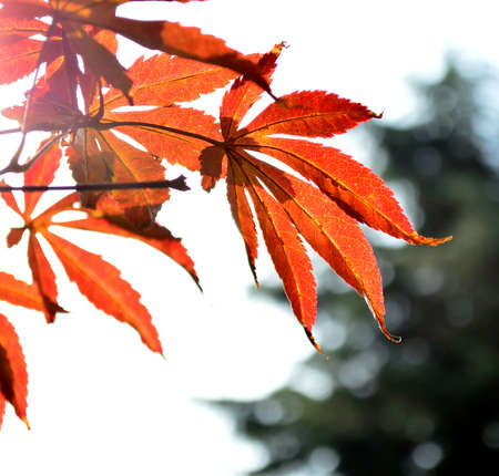 Red maple leavesの写真素材
