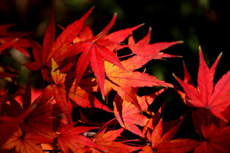 Red maple leavesの写真素材