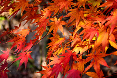 Red maple leavesの写真素材