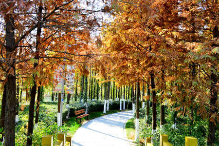 Autumn woodsのeditorial素材