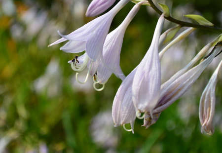Hosta ventricosa (Salisb.) Stearnの写真素材