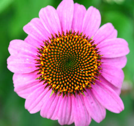 Echinacea purpureaLinn. Moenchの写真素材