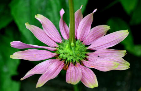 Echinacea purpureaの写真素材