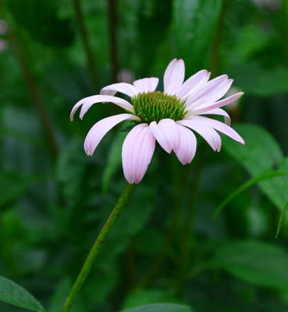 Echinacea purpureaの写真素材