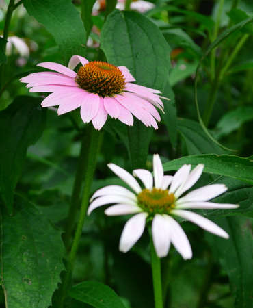 Echinacea purpureaの写真素材