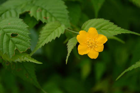 Yellow flowerの写真素材