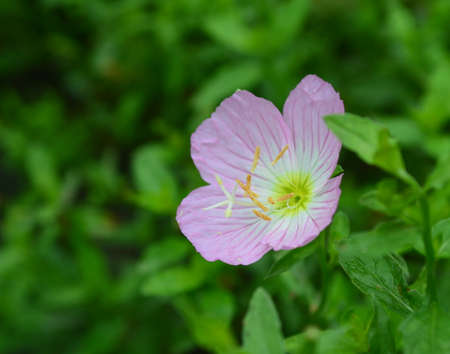 Oenothera tetraptera Cavの写真素材