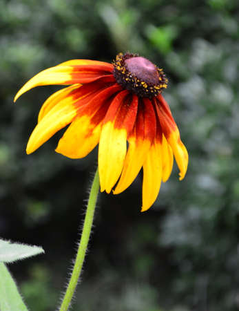 Rudbeckia hirta L.の写真素材