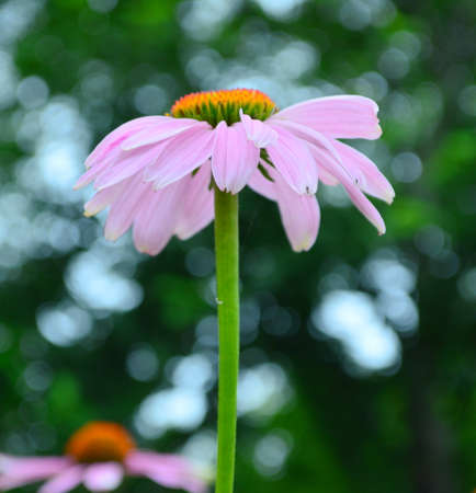 Echinacea purpureaの写真素材