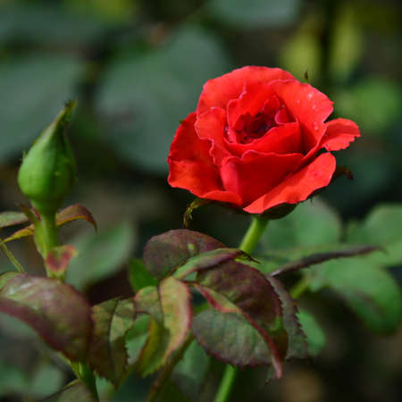 red roseの写真素材