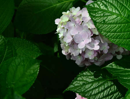 Hydrangea macrophyllaの写真素材