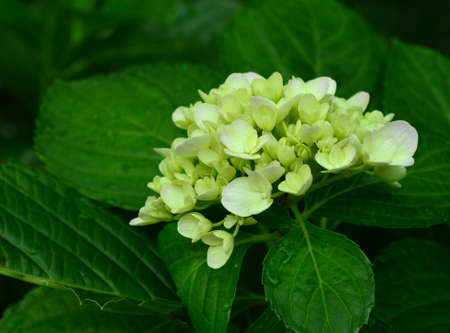 Hydrangea macrophyllaの写真素材