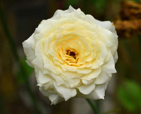 Rosa chinensis Jacqの写真素材