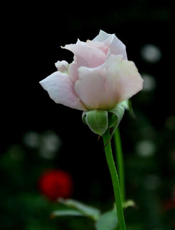 Rosa chinensis Jacqの写真素材