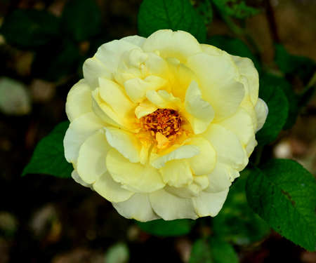 Rosa chinensis Jacqの写真素材