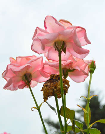 Rosa chinensis Jacqの写真素材