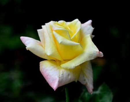 Rosa chinensis Jacqの写真素材