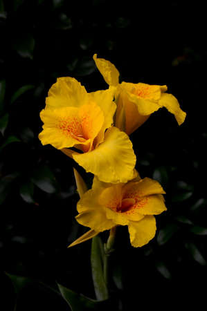 Canna indica L.の写真素材