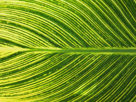 Close up of leaf textureの写真素材