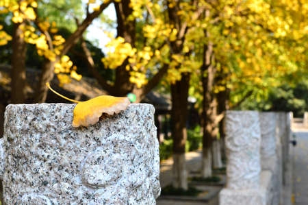 Yellow leavesの写真素材