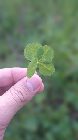four-leaf clover