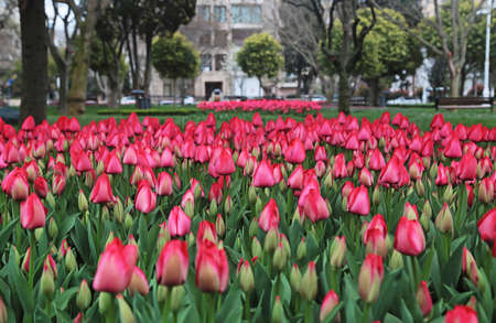pink tulipsの写真素材