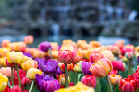 Laleler, Istanbul tulip festivalの写真素材