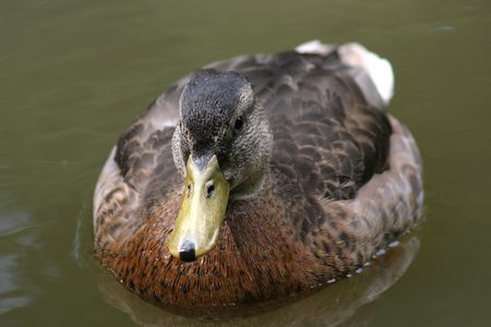 female Duck looking at observerの写真素材