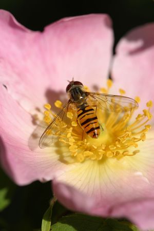Hoverfly sitting on dog rose head to the leftの写真素材