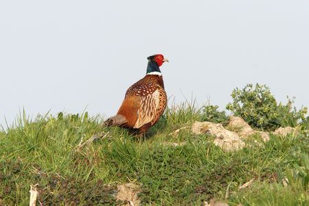 male pheasant
