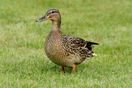 Female Mallardの写真素材
