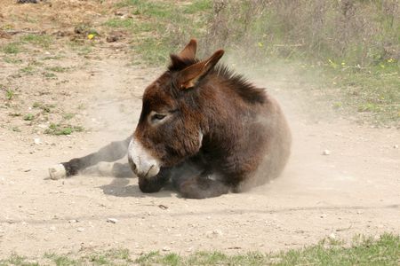 Donkey cleaning his coatの写真素材