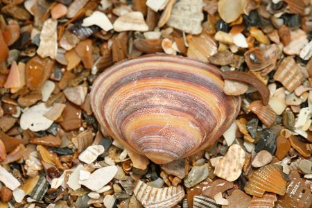 striped seashell amongst peaces of seashells