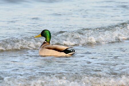 male malard swimming in the seaの写真素材