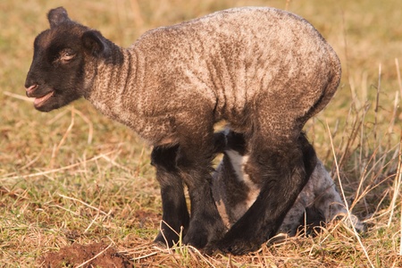 black and white lamb standig on pastureの写真素材