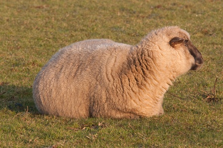 white sheep lying on pastureの写真素材