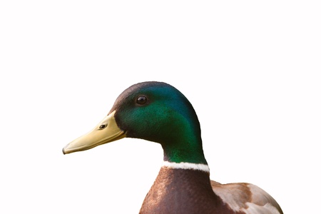 bird male mallard isolated on white background