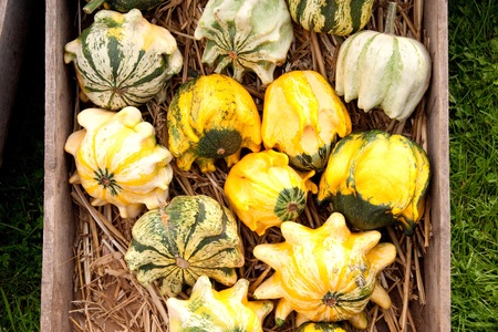 thanksgiving pumpkins on straw with box in natural colors at daylight