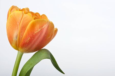 colorful fresh orange tulip with water drops isolated on white backgroundの写真素材