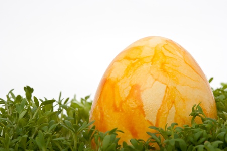 closeup of a colorful yellow easter egg on cress isolated against white backgroundの写真素材