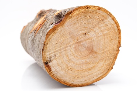 closeup of one single piece of firewood isolated on white backgroundの写真素材